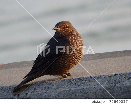 荒浜漁港の堤防で羽を休めているイソヒヨドリ 荒浜漁港の堤防で羽を休めているイソヒヨドリ 72640037
