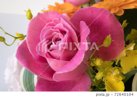 ピンク色の薔薇の花 マクロ ピンク色の薔薇の花 マクロ 72640104