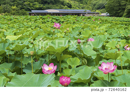 【島根県】荒神谷史跡公園 72640162