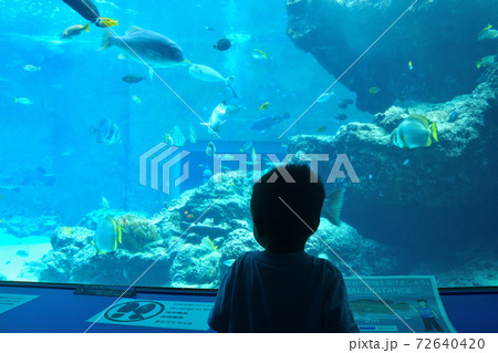 水族館で魚を見る男の子 水族館で魚を見る男の子 72640420