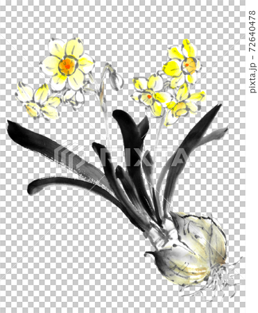 水仙球根 72640478