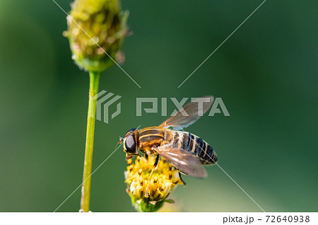 アシブトハナアブ 72640938