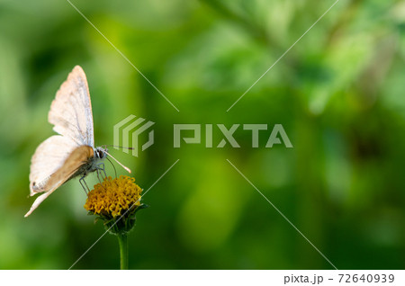 ウラナミシジミ 72640939