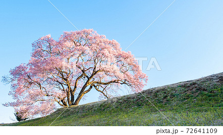夜明けの桜(上の平の一本桜) 夜明けの桜(上の平の一本桜) 72641109