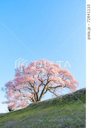 夜明けの桜(上の平の一本桜) 夜明けの桜(上の平の一本桜) 72641110
