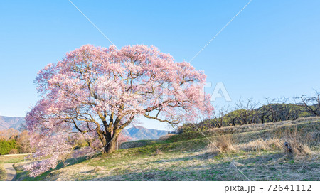 夜明けの桜（上の平の一本桜） 72641112