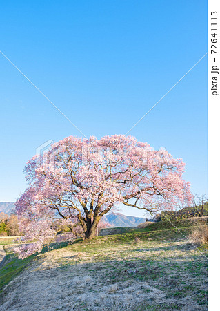 夜明けの桜（上の平の一本桜） 72641113