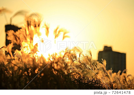 秋 道路 シルエット 72641478