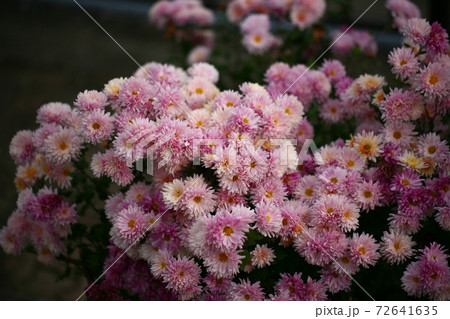 菊 菊 72641635