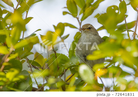 警戒心が強くて滅多に見ることができない春を告げる鳥　ウグイス 72641831