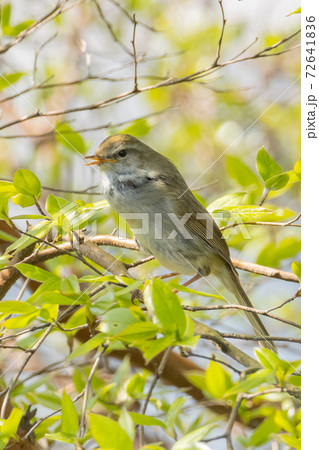 警戒心が強くて滅多に見ることができない春を告げる鳥 ウグイス 警戒心が強くて滅多に見ることができない春を告げる鳥 ウグイス 72641836