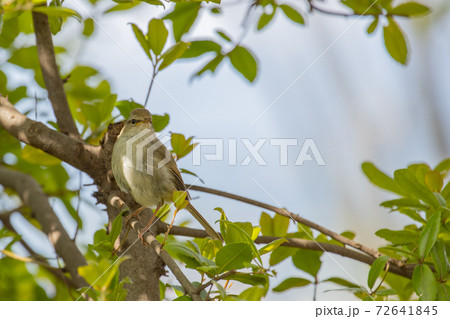 警戒心が強くて滅多に見ることができない春を告げる鳥 ウグイス 警戒心が強くて滅多に見ることができない春を告げる鳥 ウグイス 72641845