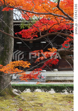 仁和寺の紅葉 72642386