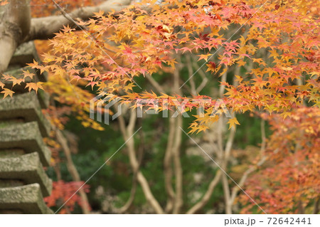 瑠璃光院 12月紅葉 瑠璃光院 12月紅葉 72642441