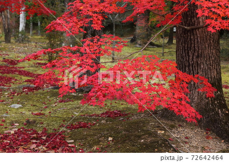 仁和寺の紅葉 72642464