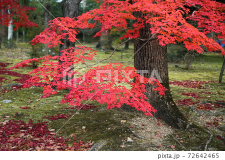 仁和寺の紅葉 72642465
