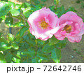 桃色の薔薇　ムーン・シャドウ 72642746