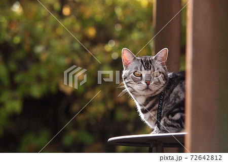 ガーデンテーブルの上の猫　上半身アップ 72642812