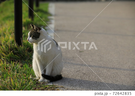 black and white cat on the trails 72642835