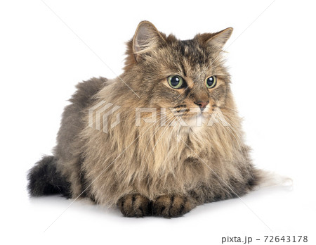 siberian cat in studio 72643178
