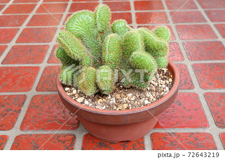 脳みそサボテン 72643219