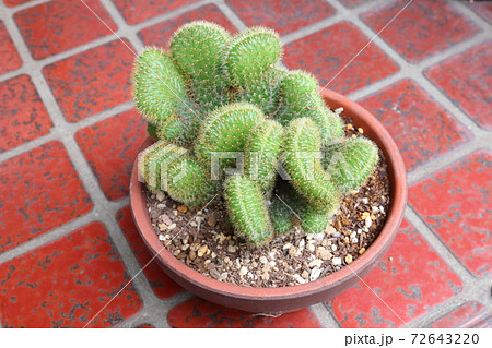 脳みそサボテン 72643220