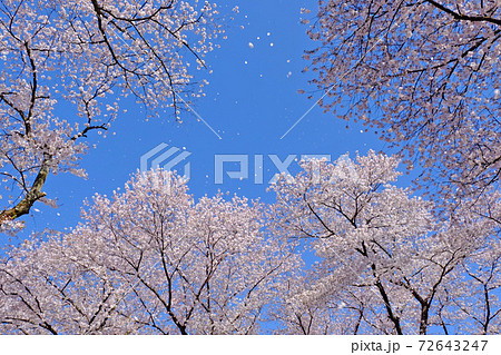 満開の桜 桜吹雪の花びらが青空に舞う 満開の桜 桜吹雪の花びらが青空に舞う 72643247