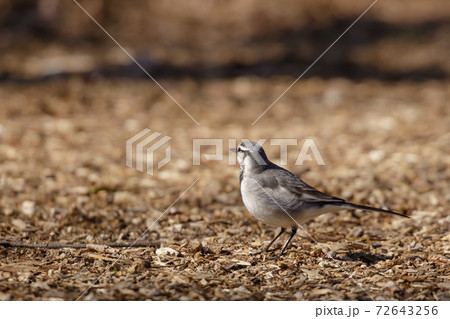 身近で大胆な鳥 ハクセキレイ 身近で大胆な鳥 ハクセキレイ 72643256