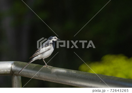 身近で大胆な鳥 ハクセキレイ 身近で大胆な鳥 ハクセキレイ 72643265