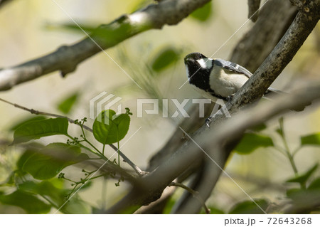 身近で大胆な鳥 ハクセキレイ 身近で大胆な鳥 ハクセキレイ 72643268
