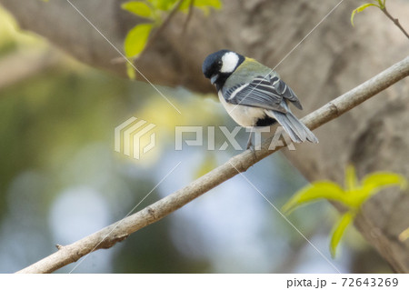 身近で大胆な鳥　ハクセキレイ 72643269