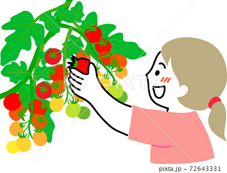 ミニトマトの収穫体験をする女性のイラスト素材