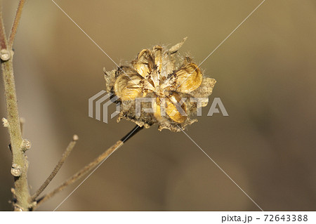 枯れて弾けたフヨウ（芙蓉）の実　12月 72643388