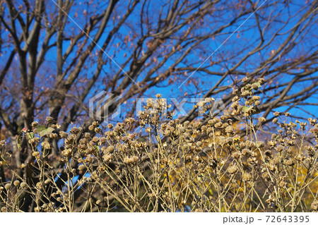 12月のフヨウ(芙蓉)の実 枯れ芙蓉 12月のフヨウ(芙蓉)の実 枯れ芙蓉 72643395