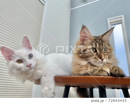 テーブルの上でくつろぐ子猫たち 72643435