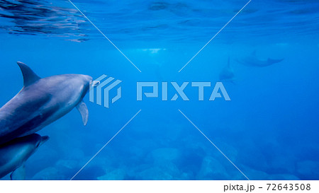 野生のイルカ 水中写真 野生のイルカ 水中写真 72643508