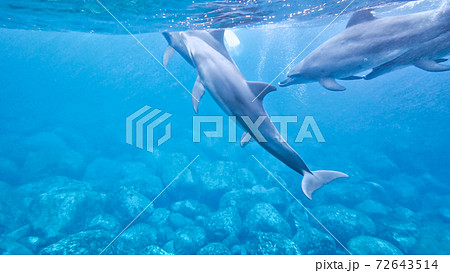 野生のイルカ 水中写真 野生のイルカ 水中写真 72643514