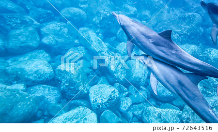 野生のイルカ　水中写真 72643516
