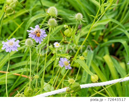 高嶺松虫草と蜜蜂 高嶺松虫草と蜜蜂 72643517