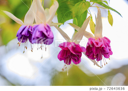 なばなの里 ベゴニアガーデン なばなの里 ベゴニアガーデン 72643636