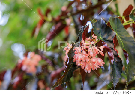 なばなの里 ベゴニアガーデン なばなの里 ベゴニアガーデン 72643637