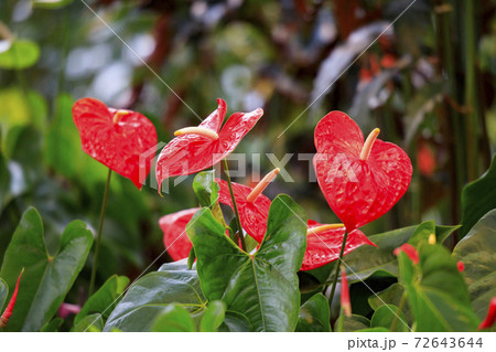 なばなの里 ベゴニアガーデン なばなの里 ベゴニアガーデン 72643644