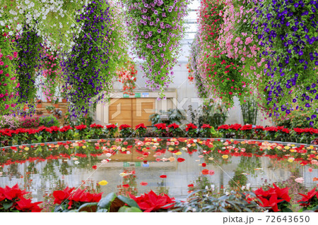 なばなの里　ベゴニアガーデン 72643650