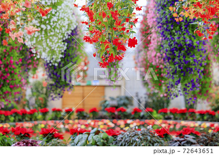 なばなの里　ベゴニアガーデン 72643651