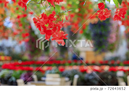 なばなの里　ベゴニアガーデン 72643652