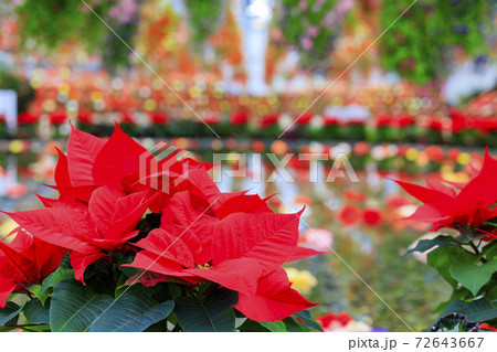 なばなの里 ベゴニアガーデン なばなの里 ベゴニアガーデン 72643667