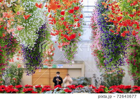 なばなの里　ベゴニアガーデン 72643677