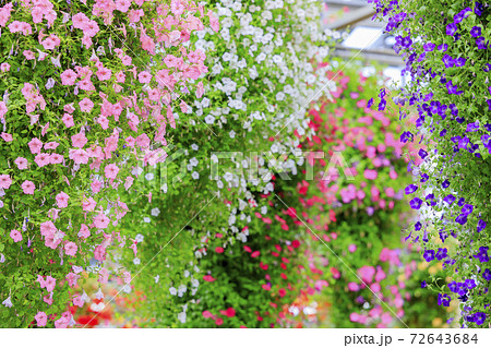 なばなの里　ベゴニアガーデン 72643684