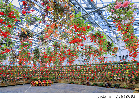 なばなの里　ベゴニアガーデン 72643693