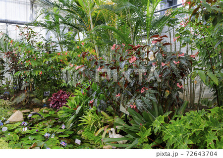 なばなの里 ベゴニアガーデン なばなの里 ベゴニアガーデン 72643704